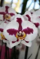 Orchideen Lohoff