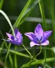 Campanula Bloemsierkunst