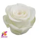 Alba Roses