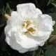 Alba Roses