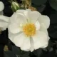 Alba Roses