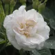 Alba Roses