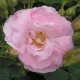 Alba Roses