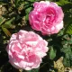 Alba Roses