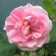 Alba Roses