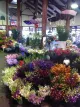 Hills Flower Market