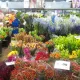 Hills Flower Market