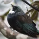 The Fat Tui