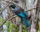 The Fat Tui