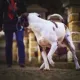 Summeridge Animal Care