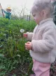 Pusteblume am Stadtplatz