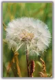 Pusteblume am Stadtplatz