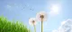 Pusteblume am Stadtplatz