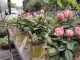 Blumen-Baruch
