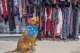 SPCA Op Shop