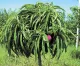 Peach Tree