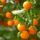Peach Tree