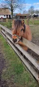 Rustpunt Kinderboerderij Binnenmaas