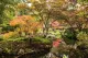 Tokyo garden