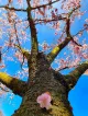 Tokyo garden