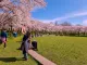 Tokyo garden