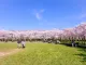 Tokyo garden