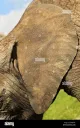 La Oreja de Elefante