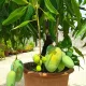 Mango Tree