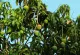 Mango Tree