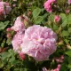 Rosa Damascena