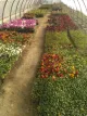 Barkat Bagh garden center and plant nursery