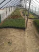 Barkat Bagh garden center and plant nursery