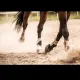 Paulissen Paardensport