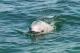 Baby Beluga