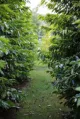 Tamborine Mountain Coffee Plantation