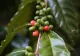 Tamborine Mountain Coffee Plantation