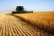 grainharvest