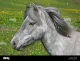 Grey Horse