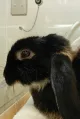 dierenkliniek Kalverbos