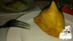 Punjabi Curry Cafe